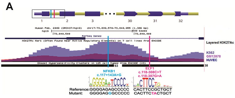 Genomic view of novel UNC13D intronic variant c.117+143A>G
